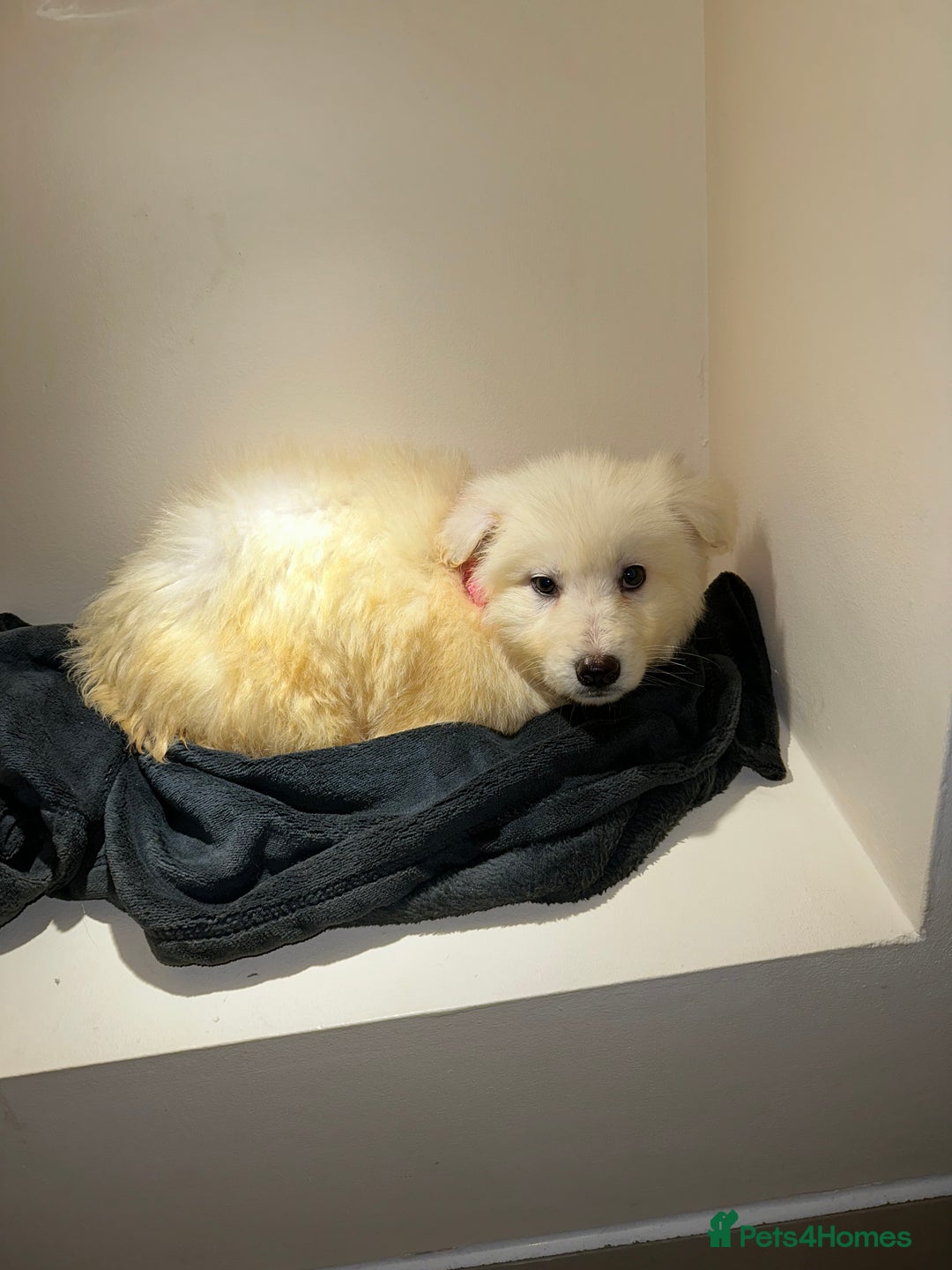 German Shepherd dogs for sale: Stunning white and black long coat German Shepards - Advert 6