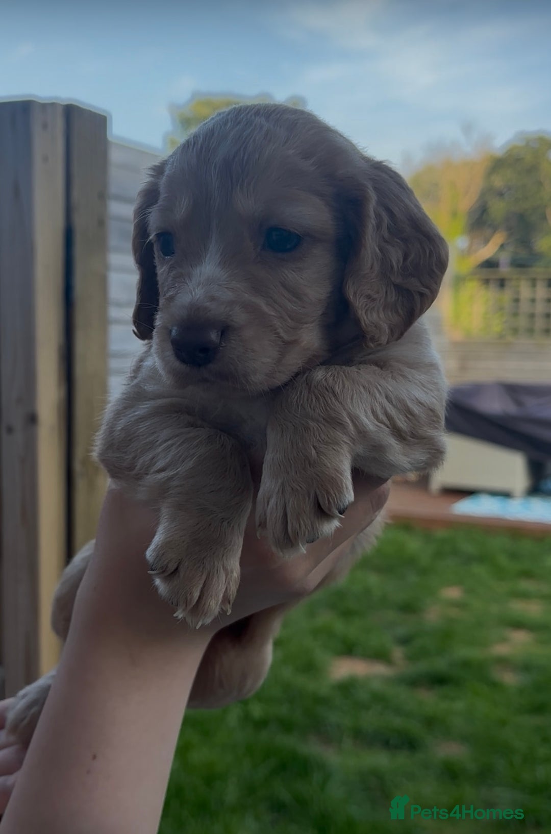 Cocker Spaniel dogs for sale: Working Cocker Spaniels  - Image 14