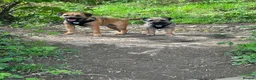 Border Terrier dogs for sale: Border terrier puppies in Consett - Advert 5