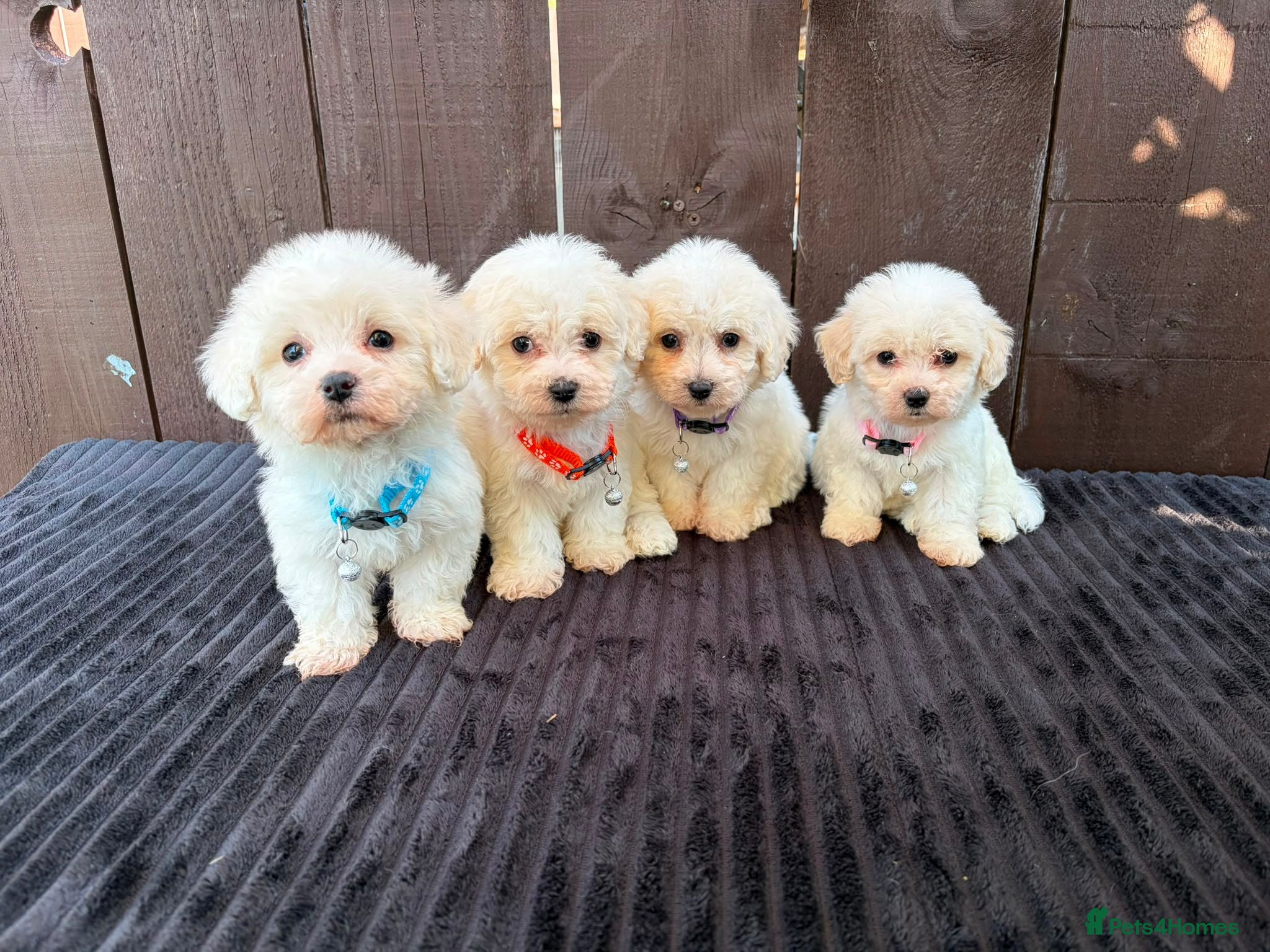 Miniature Poodle dogs Miniature poodles 2 boys 2 girls  - Advert 2