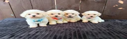 Miniature Poodle dogs for sale: Miniature poodles 2 boys 2 girls  - Advert 1
