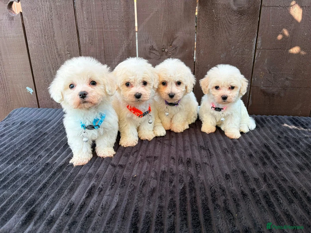 Miniature Poodle dogs for sale: Miniature poodles 2 boys 2 girls  - Advert 1