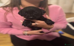 Labrador Retriever dogs for sale: Outstanding Litter of KC registered Labradors  - Image 18