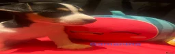 Jack Russell dogs for sale: Miniature Jack Russell  - Advert 4