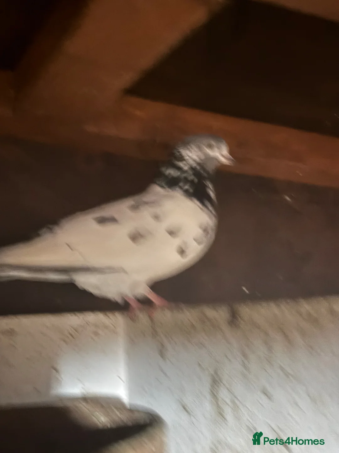 Mixed Breed birds for sale: Pakistani high flyers for sale  - Advert 6