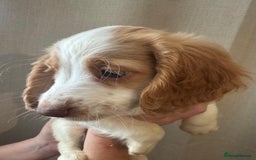 Sprocker dogs for sale: Stunning Sprocker Spaniel puppies  - Image 7