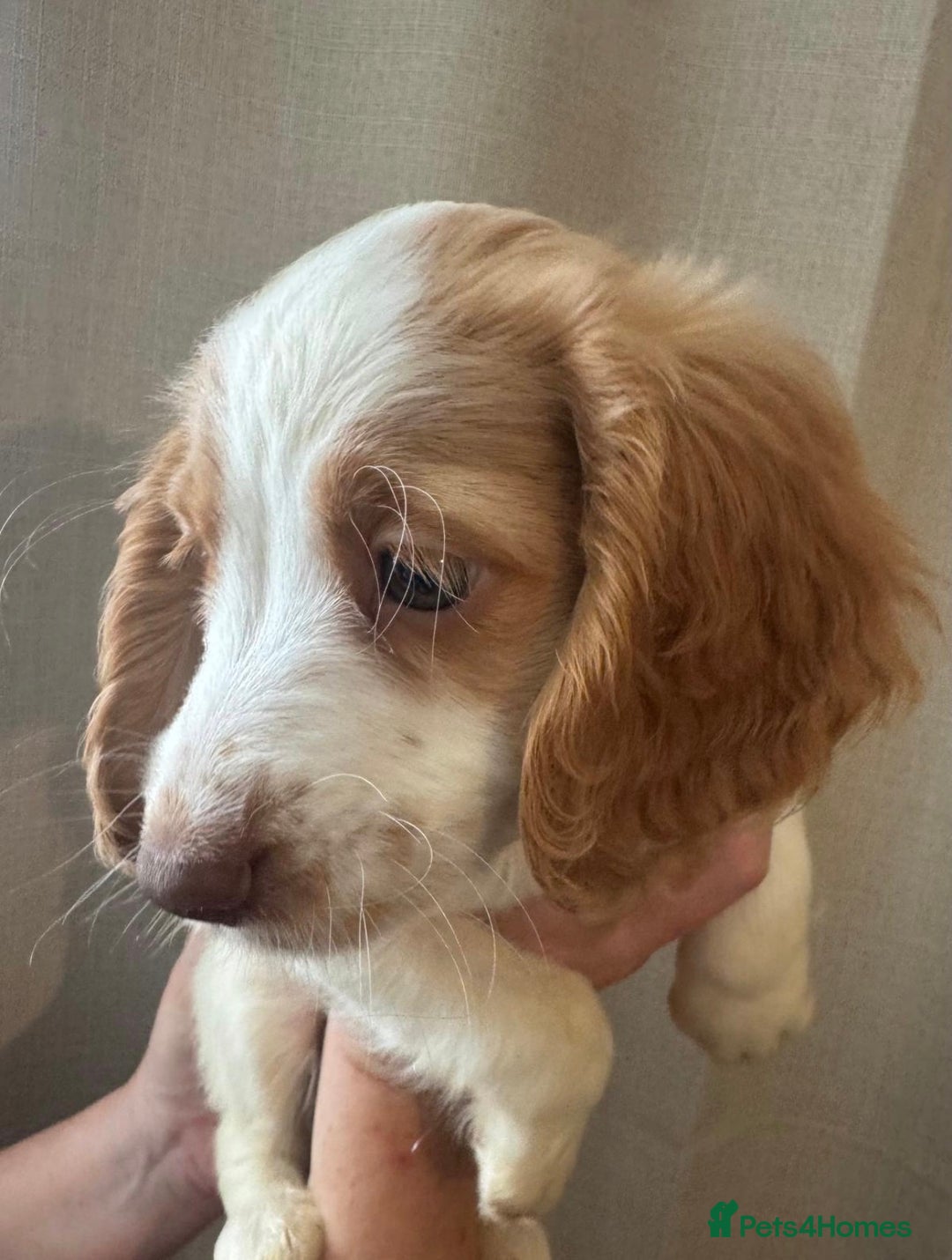 Sprocker dogs for sale: Stunning Sprocker Spaniel puppies  - Image 7