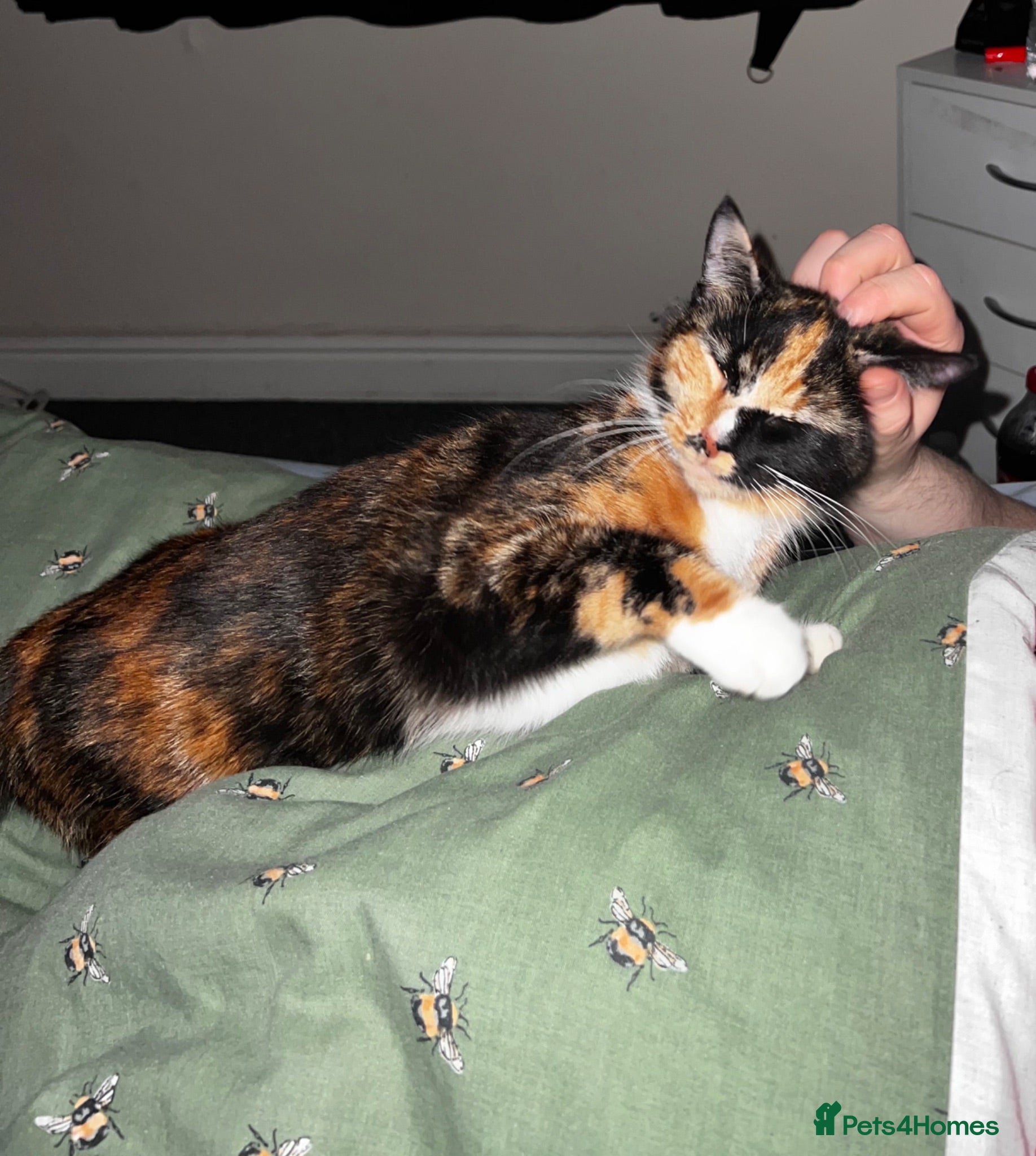 Mixed Breed cats FREE 2 females kittens  - Advert 2