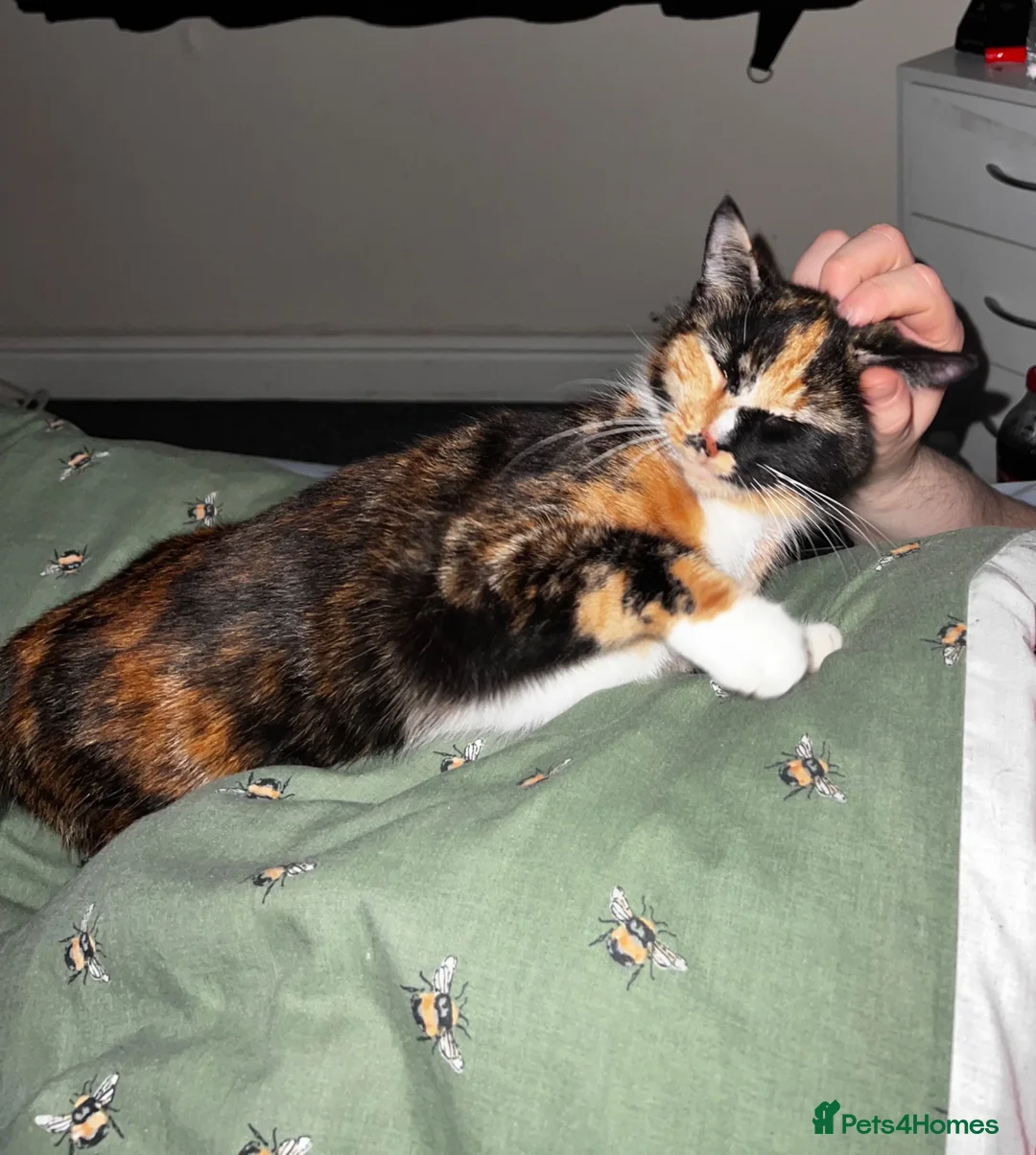 Mixed Breed cats for sale: FREE 2 females kittens  in Ilford - Advert 1