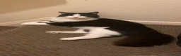 Norwegian Forest Cat cats for sale: Moo  £150 ONO - Advert 15