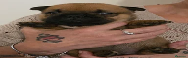 Mixed Breed 2