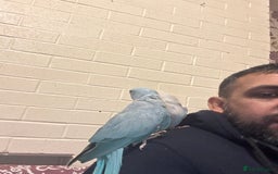 Ringnecks birds for sale: Ringnick proven breeding pairs  - Image 5