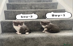 Himalayan cats for sale: Himalayan x Maine Coon Kittens – Ready Soon! - Image 2