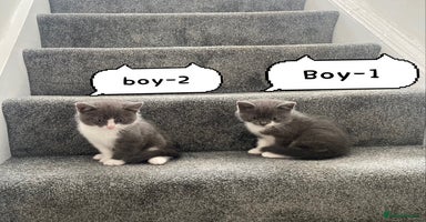 Himalayan cats - Advert 7