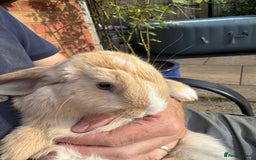 English Lop rabbits for sale: Beautiful lops - Image 7