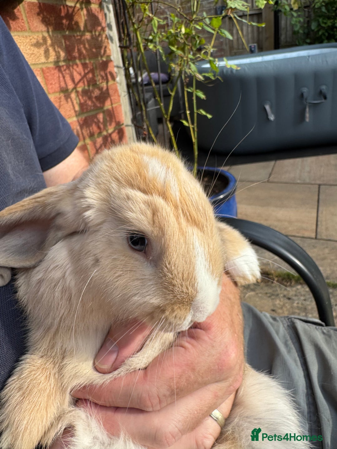 English Lop rabbits for sale: Beautiful lops - Image 7