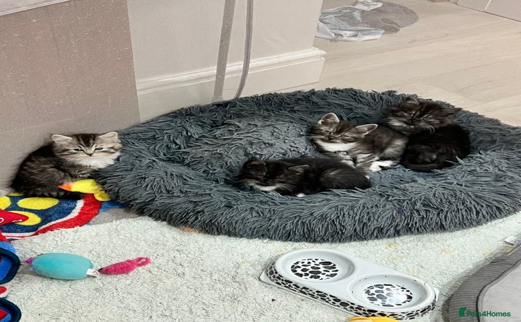 Persian cats - Advert 16
