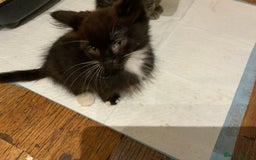 Mixed Breed cats for sale: Beautiful Kittens  - Image 7