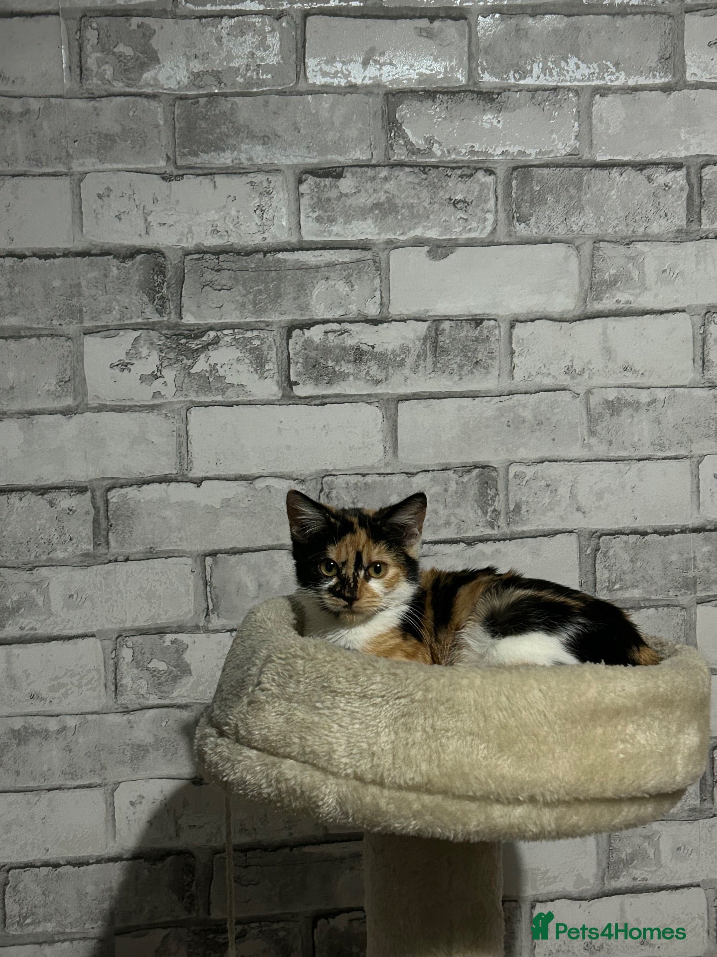 Mixed Breed cats Beautiful Tortoiseshell Kitten  - Advert 1