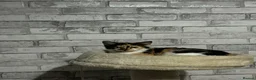 Mixed Breed cats for sale: Beautiful Tortoiseshell Kitten  in Coventry - Advert 1