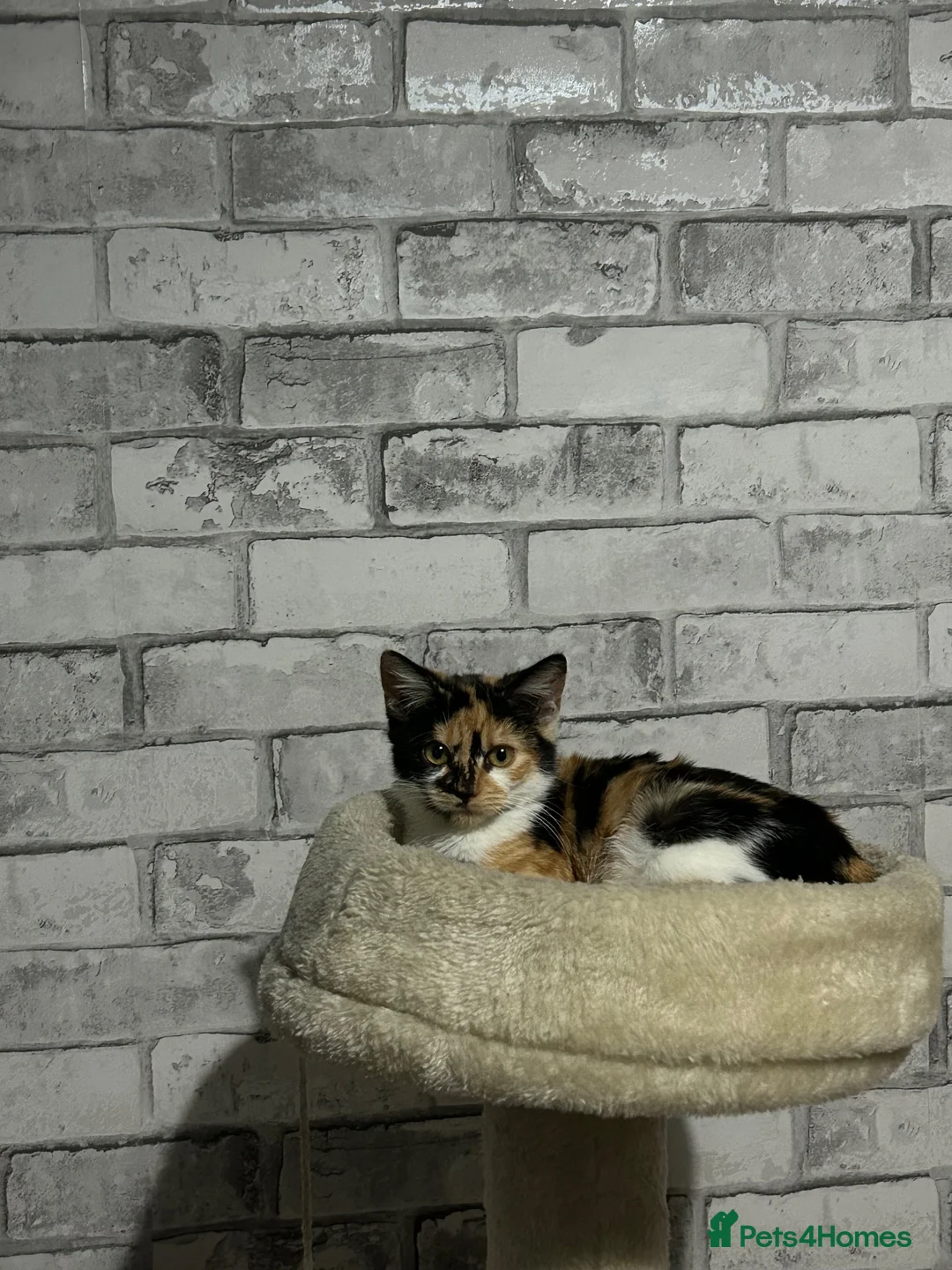 Mixed Breed cats for sale: Beautiful Tortoiseshell Kitten  in Coventry - Advert 1