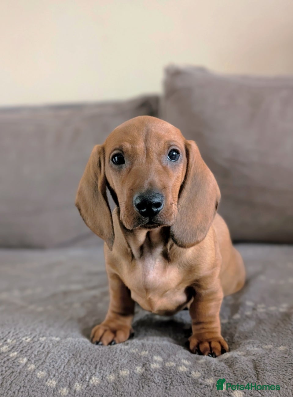 Dachshund dogs Ready Now Champions Line Standard Dachshund - Advert 1