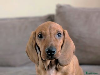 Dachshund dogs Ready Now Champions Line Standard Dachshund - Advert 18