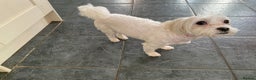 Maltipoo dogs for adoption: Ruby - Hingham Norfolk  - Advert 4