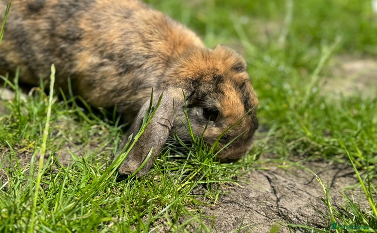 Alaska rabbits - Advert 1