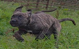 Mixed Breed dogs for sale: Cane Corso/Presa Canario Molloser dogs  - Image 4