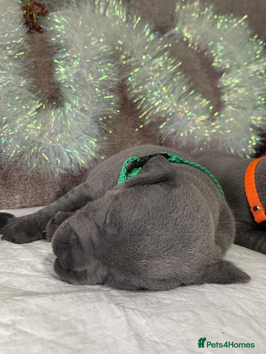 Staffordshire Bull Terrier dogs for stud: PRINCE- SOLID BLUE CHAMPION BRED in Smethwick - Advert 10