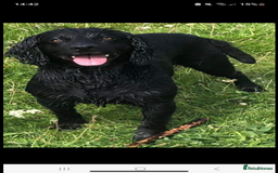 Cocker Spaniel dogs for sale: Cocker Spaniel Puppies - Image 21