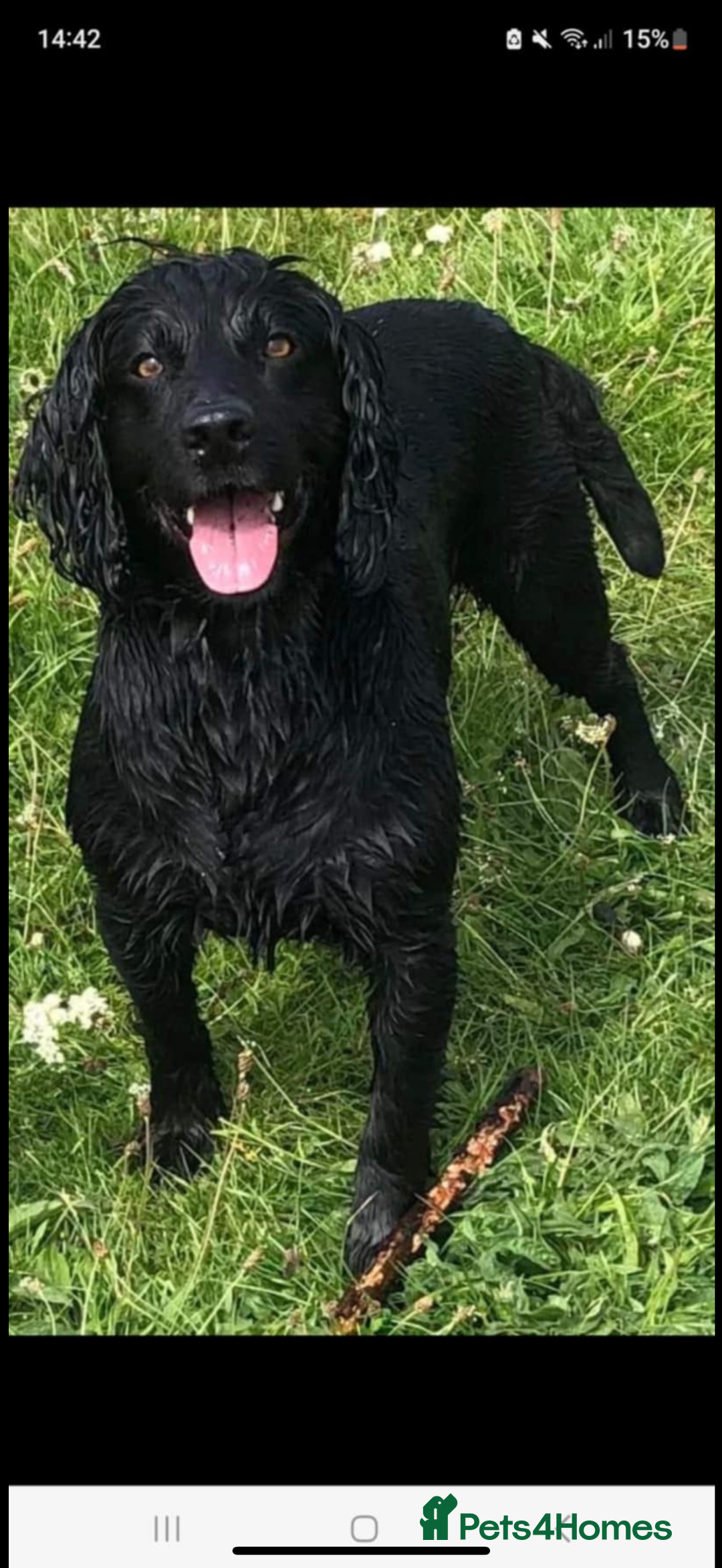 Cocker Spaniel dogs for sale: Cocker Spaniel Puppies - Image 21