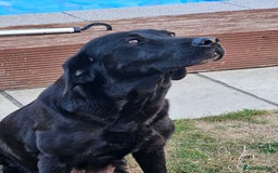 Labrador Retriever dogs for sale: Black Labrador Puppies for sale - Image 5