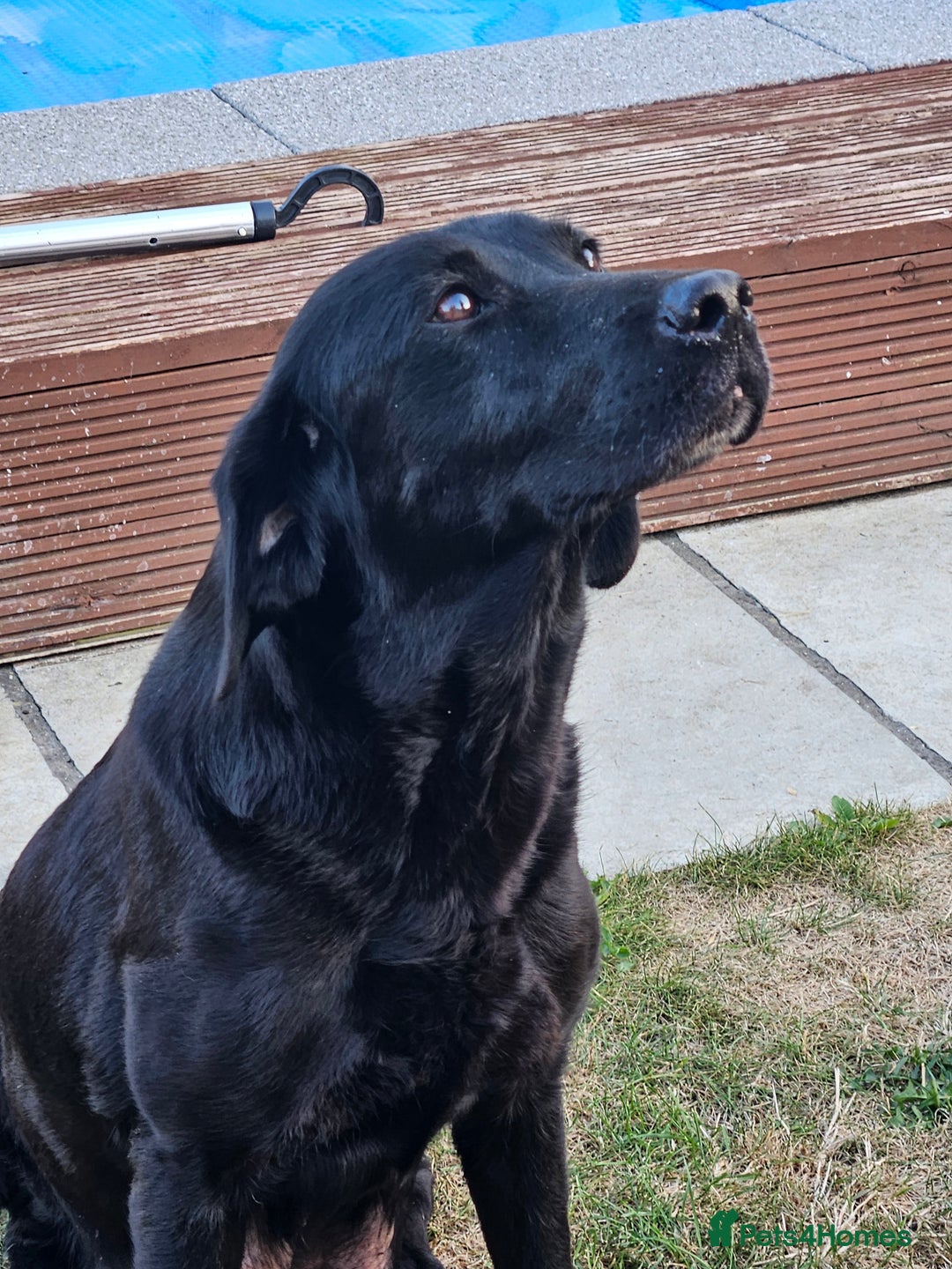 Labrador Retriever dogs for sale: Black Labrador Puppies for sale - Image 5