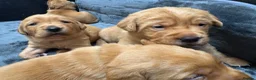Goldador dogs for sale: Fox Red Golden Retriever X Labrador pups 🧡 in Thetford - Advert 4