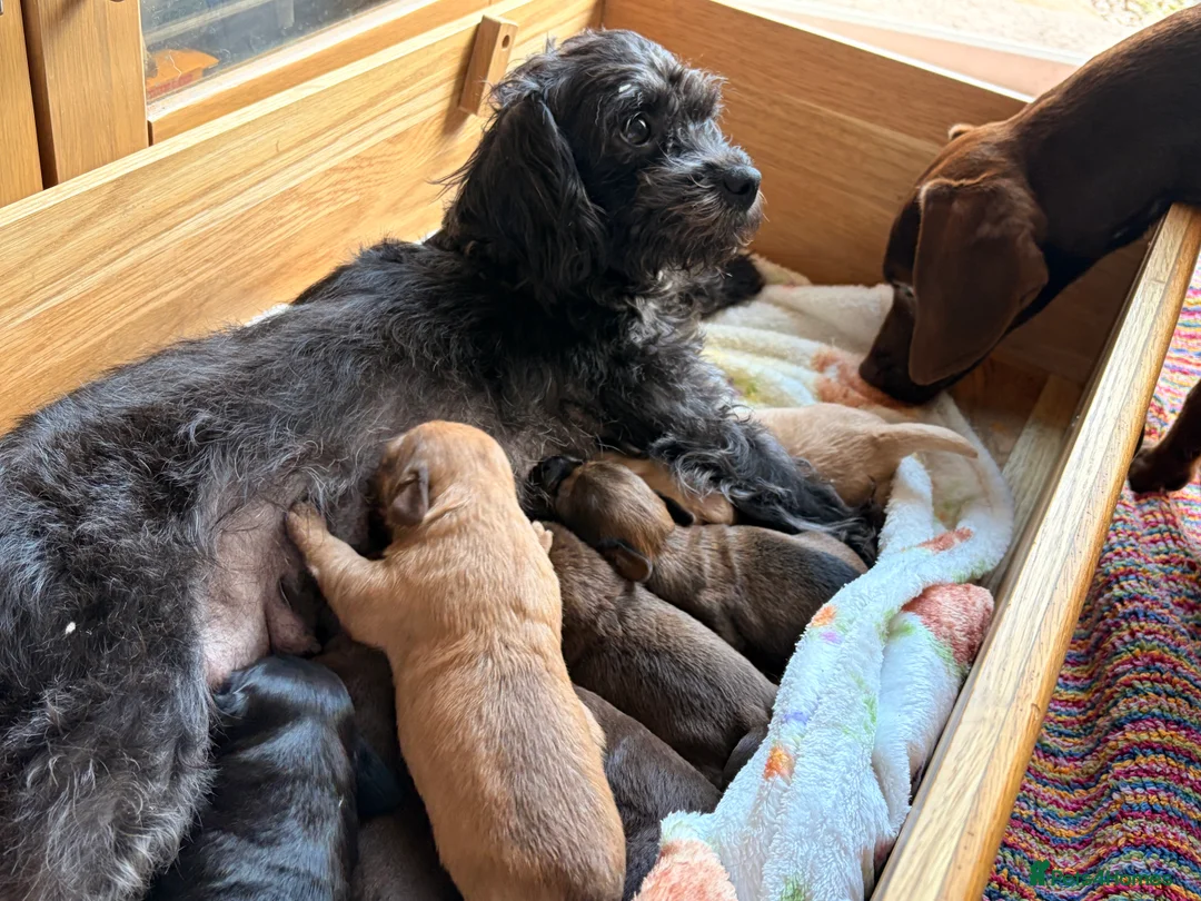 Mixed Breed dogs for sale: Adorable Chatterdale Pups & 1 Year old Pup in Redditch - Advert 2