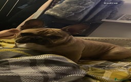 French Bulldog dogs for stud: Male French Bulldog  - Image 3