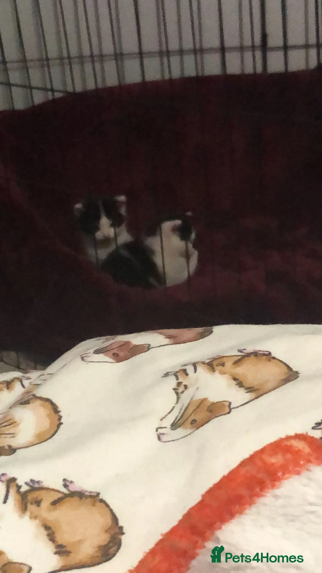 Mixed Breed cats for sale: Maine coon x American shorthair kittens  - Advert 7