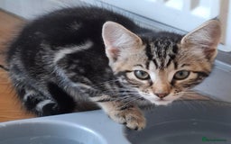 Mixed Breed cats for sale: 2 gorgeous kittens ready for there forever home - Image 2