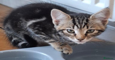 Mixed Breed cats - Advert 10