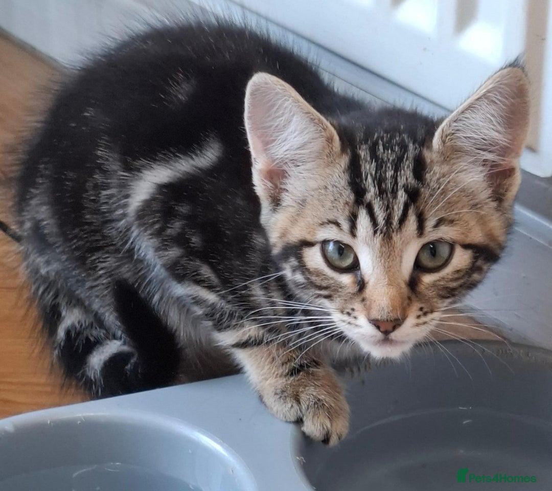 Mixed Breed cats for sale: 2 gorgeous kittens ready for there forever home - Image 2