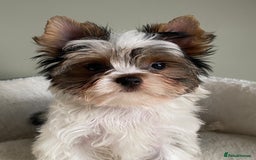 Yorkshire Terrier dogs for sale: Colorful Yorkshire Terrier puppies for sale - Advert 4