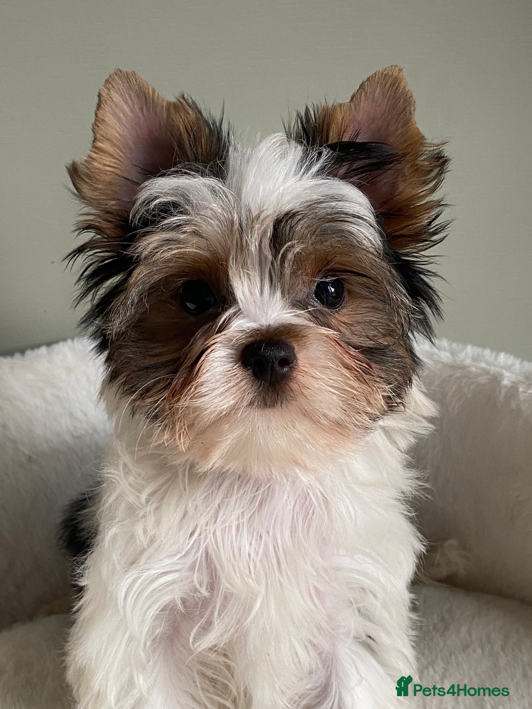 Yorkshire Terrier dogs for sale: Colorful Yorkshire Terrier puppies for sale - Advert 4