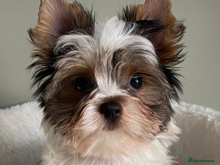 Yorkshire Terrier dogs Colorful Yorkshire Terrier puppies for sale - Advert 18