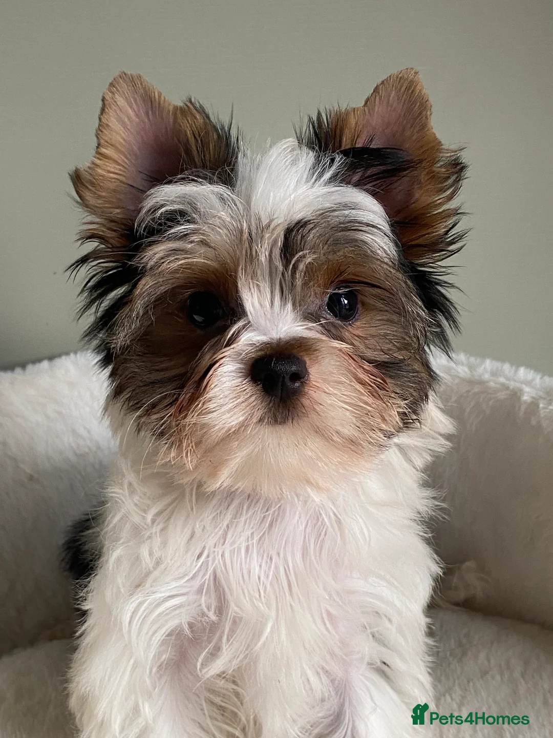 Yorkshire Terrier dogs for sale: Colorful Yorkshire Terrier puppies for sale - Advert 7