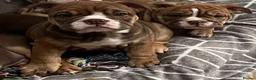 English Bulldog dogs for sale: REDUCED LAST 2 BULLDOG GIRLS ( choc tan) - Advert 3