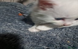 Khao Manee cats for sale: Khao manees kittens - Image 7