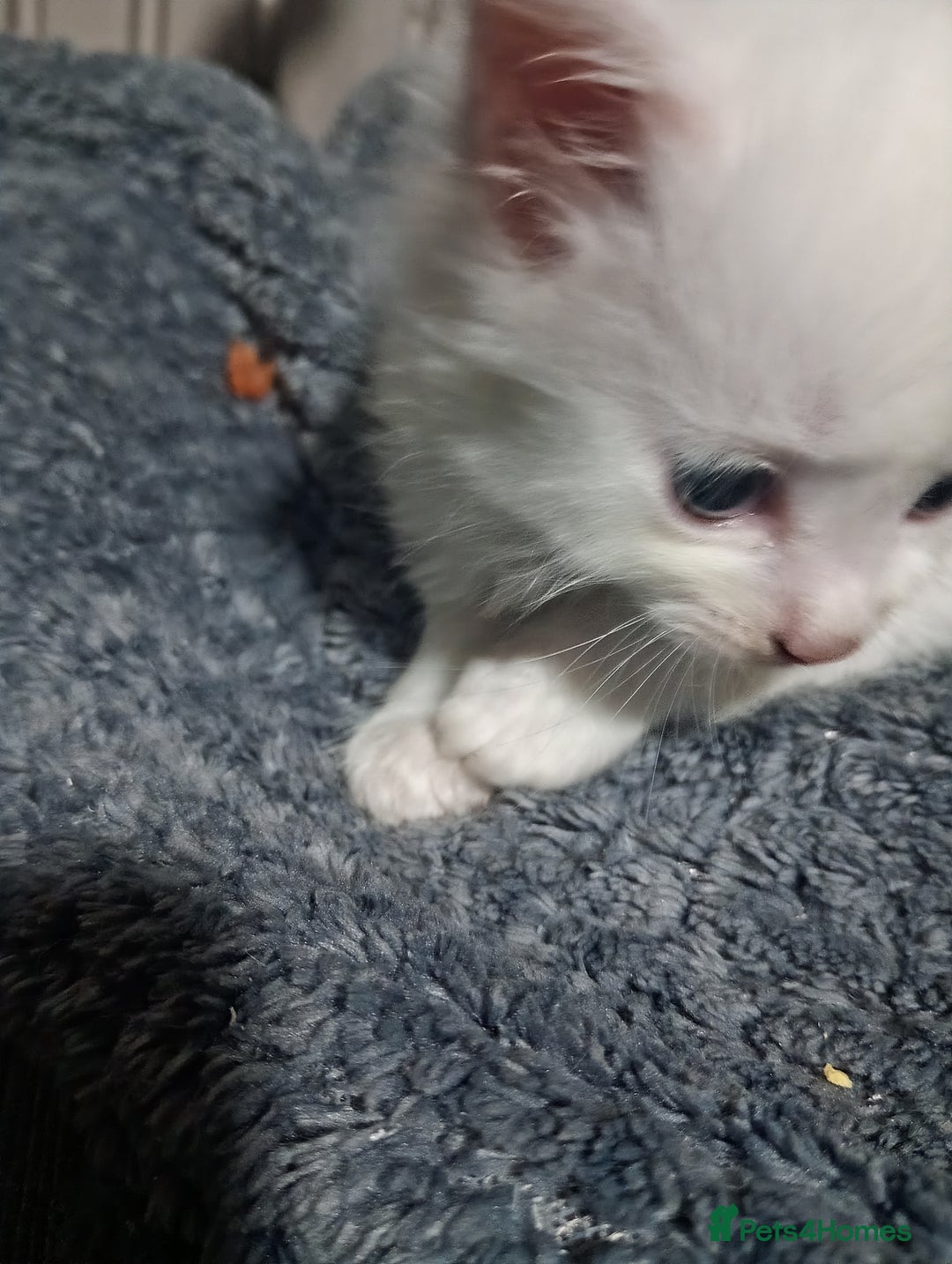 Khao Manee cats for sale: Khao manees kittens - Image 7