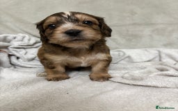 Mixed Breed dogs for sale: Adorable Cockerchons Fluffy, Low-Shed Wonders! - Image 17